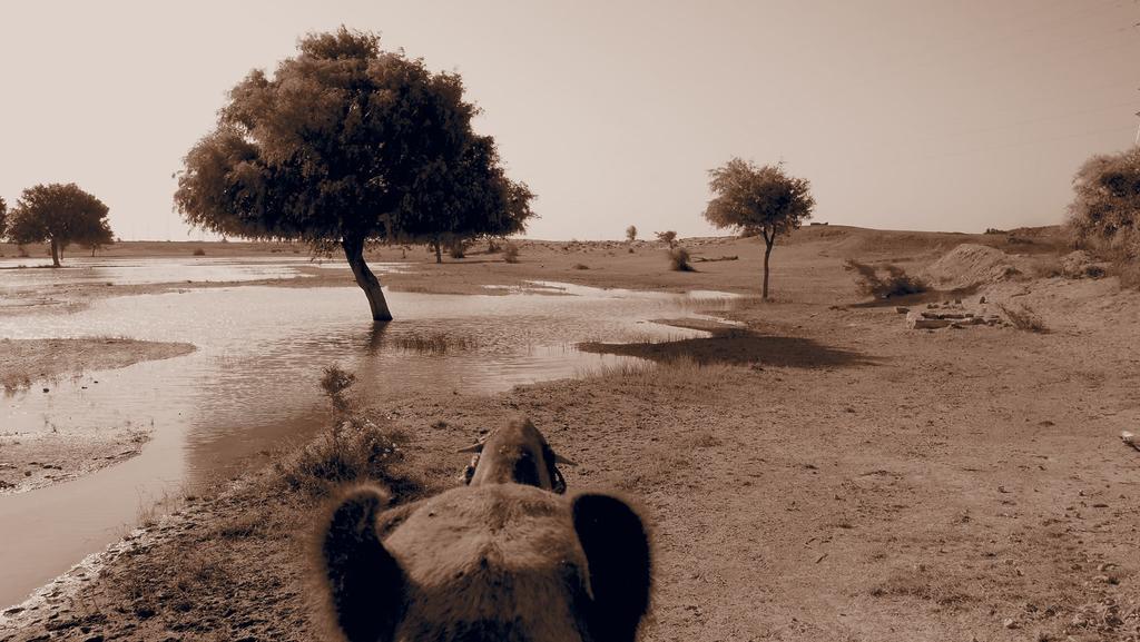 Arya Haveli Hotel Jaisalmer Ngoại thất bức ảnh